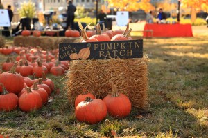 pumpkinpatch001