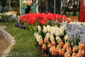 The Philadelphia Horticultural Society put on its annual Flower Show from March 1 through March 9. There were a number of colorful, expertly manicured floral displays that included flowers like tulips and hyacinth. Environmental issues like nature deficit disorder and ecological restoration were highlighted in the exhibits. Photo courtesy of Ajon Brodie.