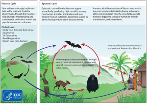 Photo Courtesy: Center for Disease Control