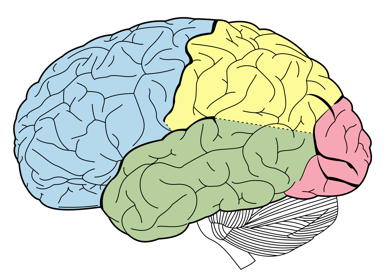 Lobes_of_the_brain_NL.svg